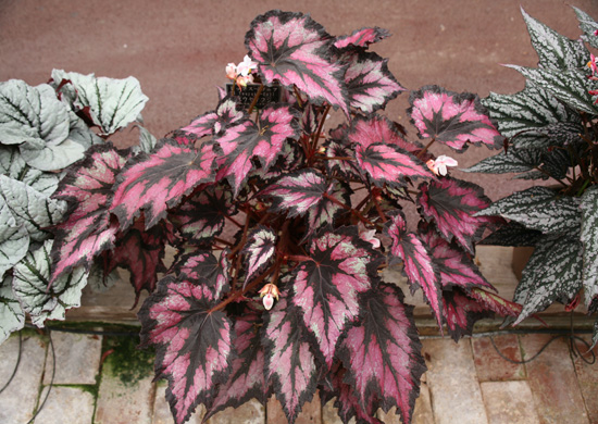 B. ‘Yuyake Fuji’
